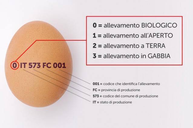Etichettatura delle uova - LameziaTerme.it