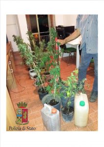 marijuana sequestrata a San Lucido (Cosenza)