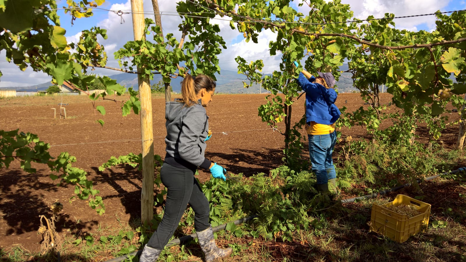 Cooperativa Le Agricole - LameziaTerme.it