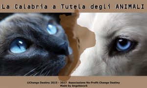 calabria a tutela degli animali-LameziaTermeit