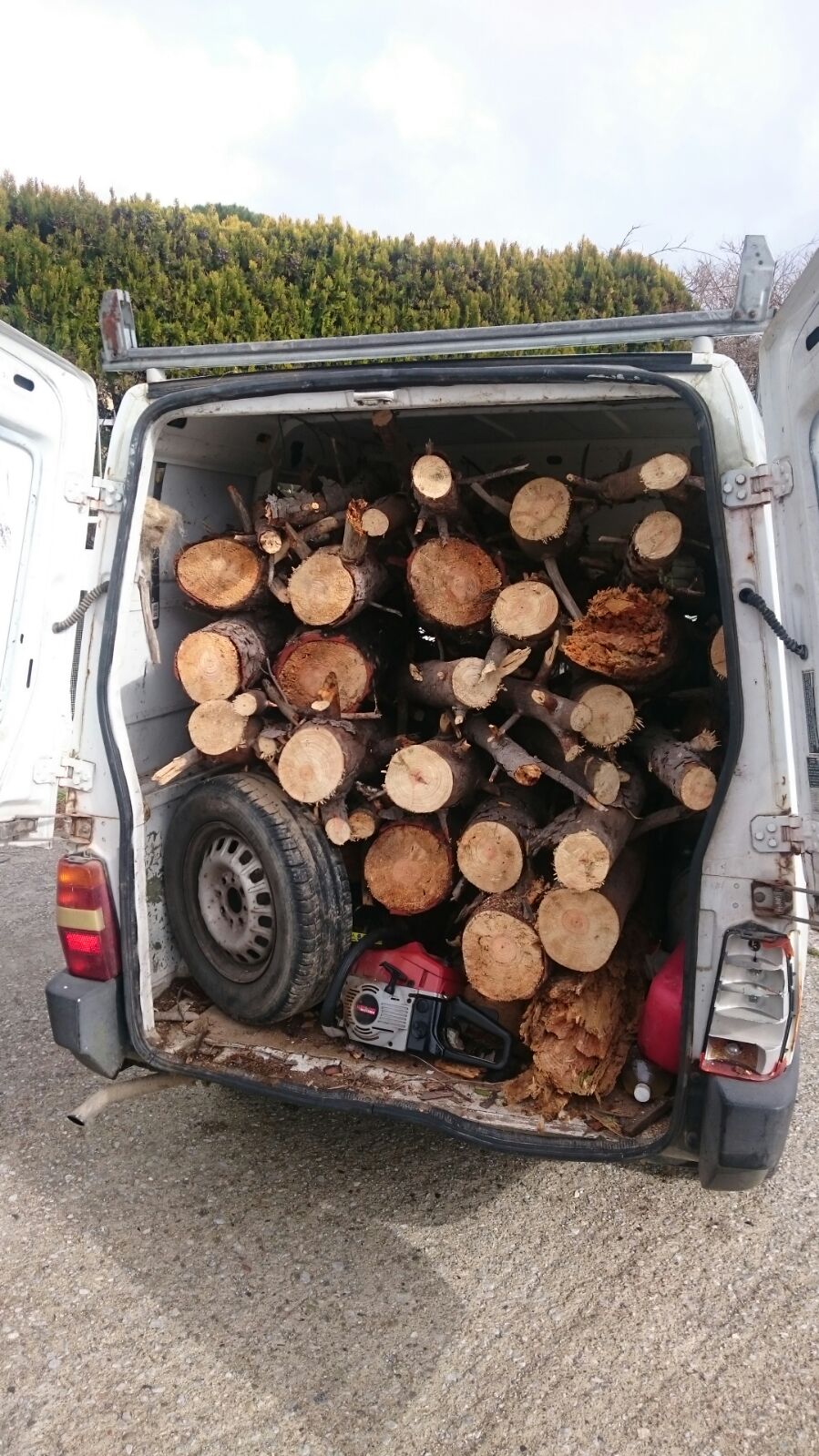 furto aggravato di legname