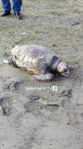 Tartaruga Caretta caretta ritrovata al Cafarone