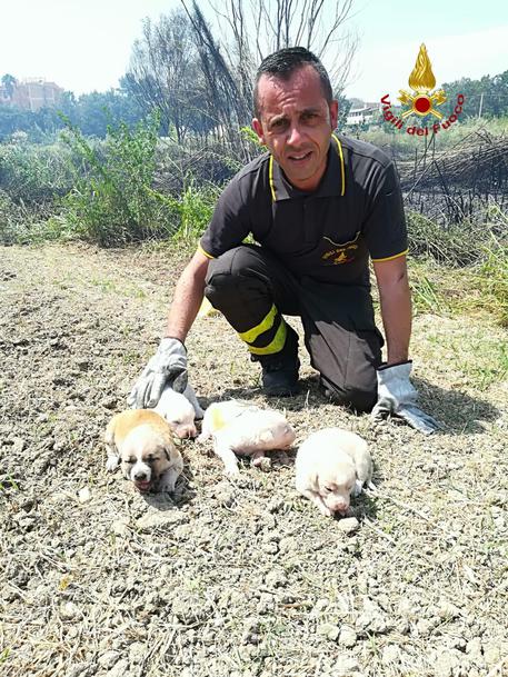 Le Castella, cagnolini salvati da incendio sterpaglie