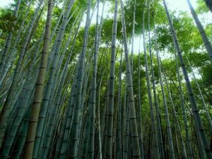 Un suggestivo bosco di bambù