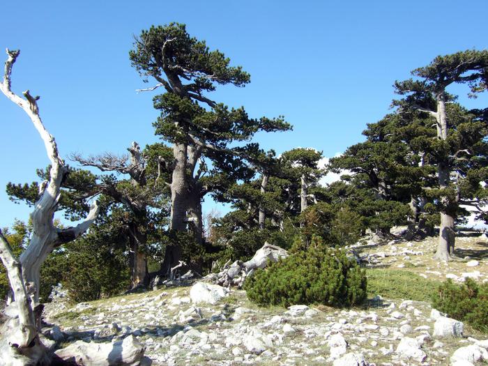 Al Parco nazionale del Pollino l'albero più vecchio Europa