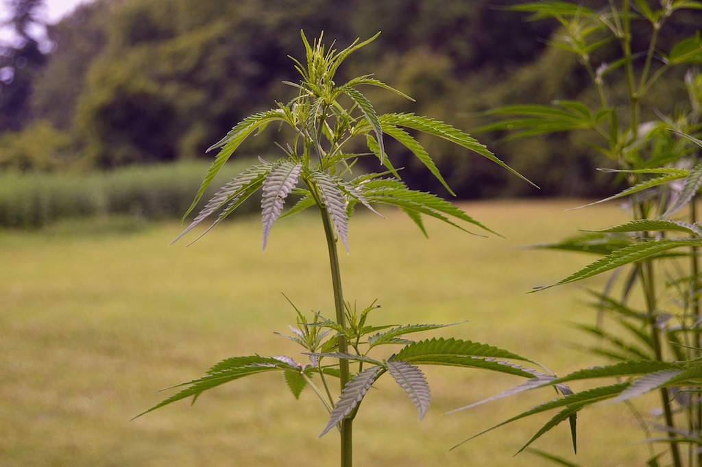 Lamezia. Sequestrate 3.000 piante di marijuana coltivate in serra