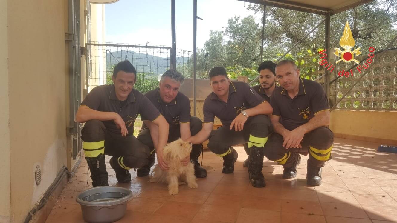 Lamezia. I vigili del fuoco salvano cane abbandonato