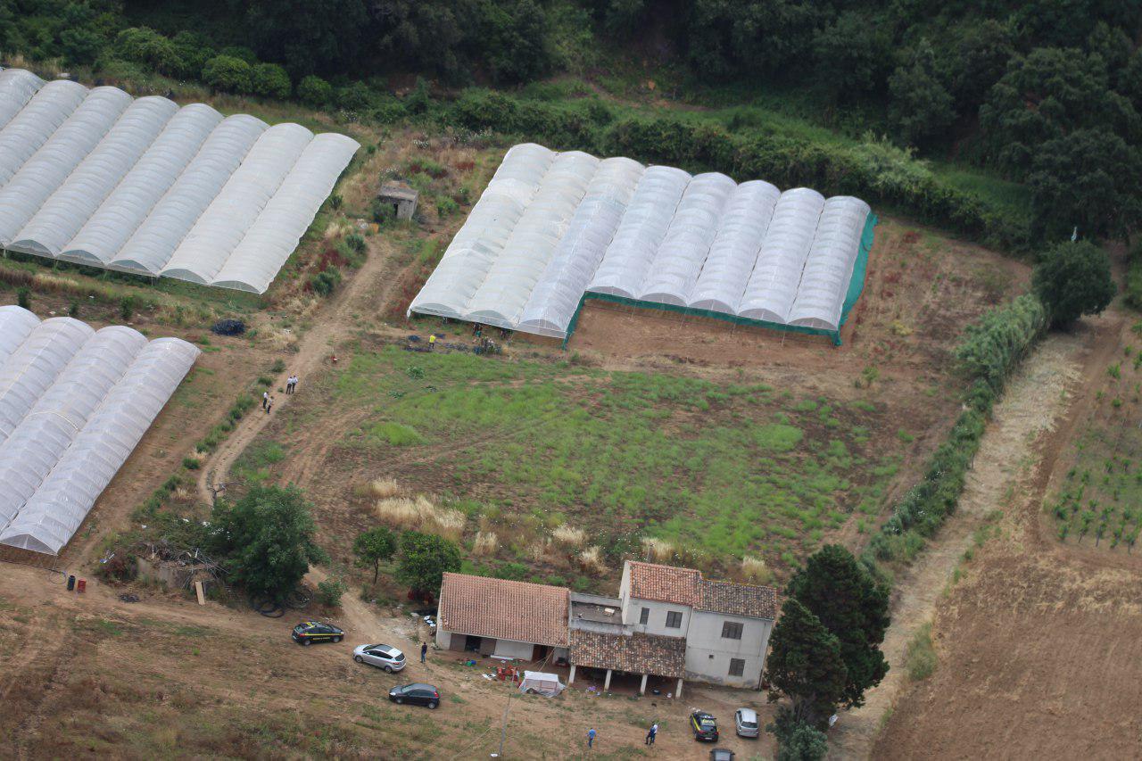 Pizzo. Operazione Cannabis Farm, sequestrati 89 mila fusti di marijuana