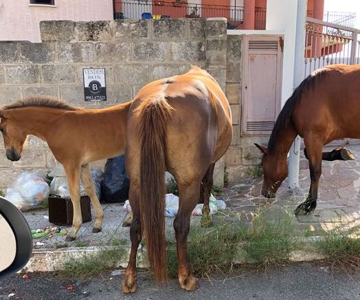 Vibo. Cavalli scorazzano per le vie del centro