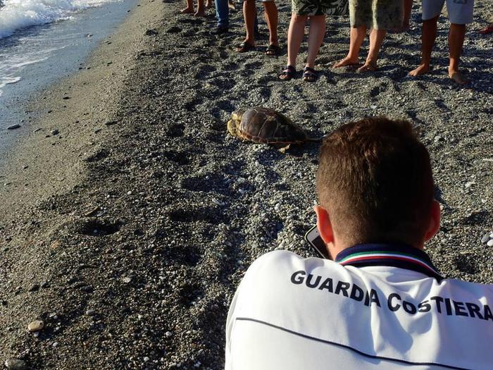 Cetraro. Tartaruga caretta caretta riportata in mare