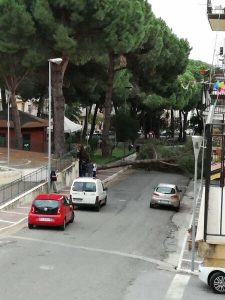 Mimmo Gianturco sull'albero caduto in piazza Garibaldi-LameziaTermeit