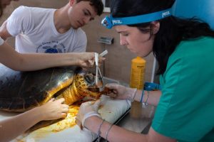 Comune Brancaleone chiede sgombero locali del Centro recupero tartarughe marine