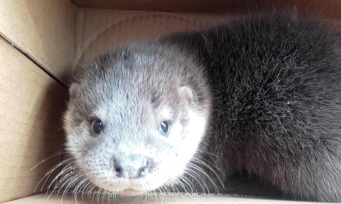 Il cucciolo di lontra