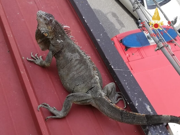 Lamezia. Vigili del fuoco recuperano un'iguana
