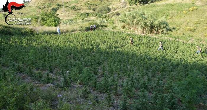 Africo (RC). Scoperte 7.500 piante di marijuana