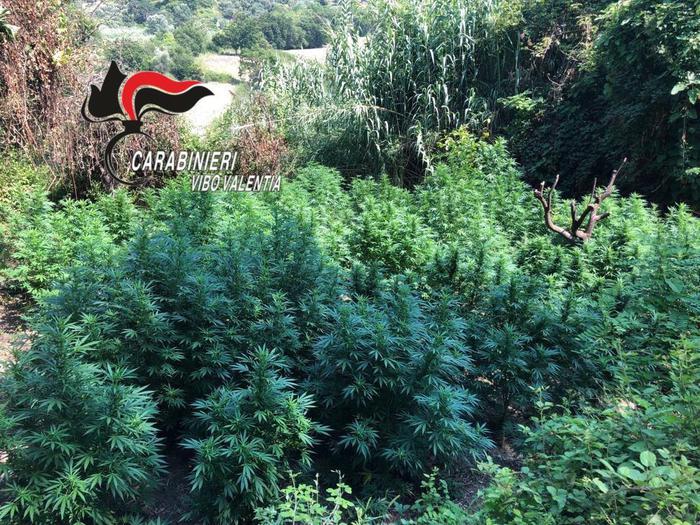 Droga:scoperta piantagione di marijuana a Maierato