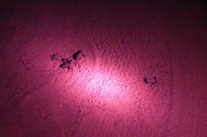 Nella notte nate 45 tartarughe sulla spiaggia di Sibari