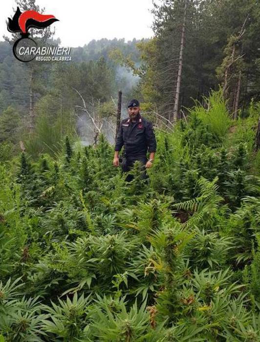 Droga: carabinieri trovano piantagione a San Luca