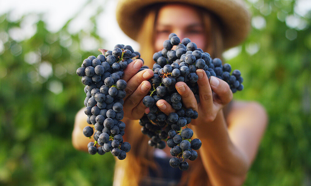 Lamezia. L'associazione Dorian e la vendemmia dei tempi andati