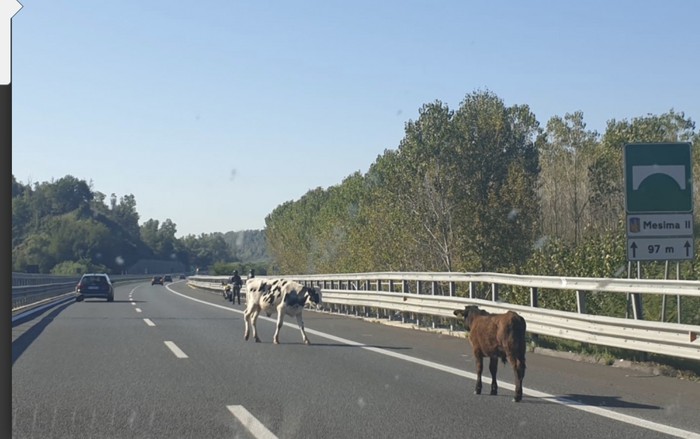 Mucche invadono carreggiata autostrada A2 tra Mileto e Rosarno