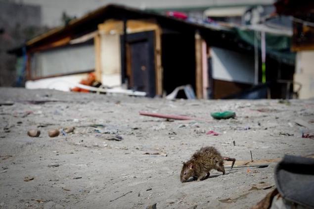 Chiusa scuola a Crotone: ci sono i topi