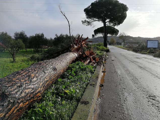Grosso albero cade sulla strada per Dipodi: tragedia sfiorata