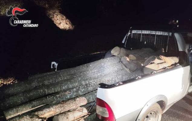 Platania (CZ). Trafuga legna in terreno privato, arrestato 50enne