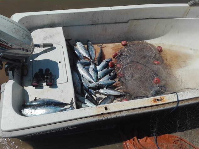 Pizzo (VV). La guardia costiera sequestra 30 kg di prodotto ittico