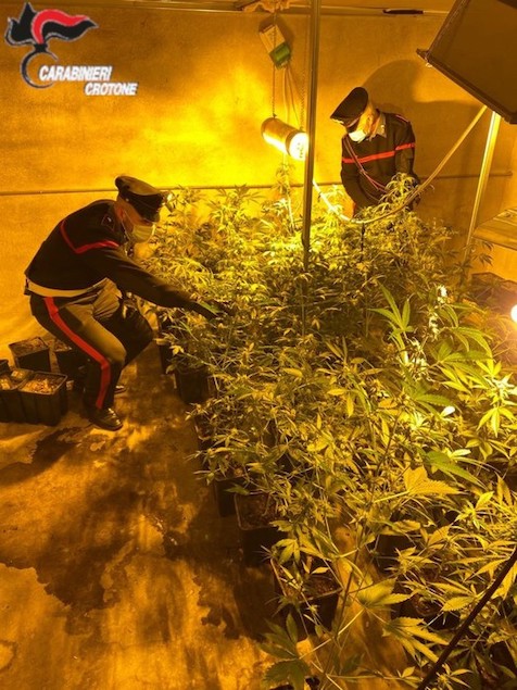 Cutro (KR). Scoperta serra per coltivare marijuana