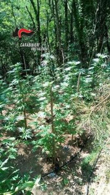 Droga: piantagione di canapa indiana scoperta a Fabrizia