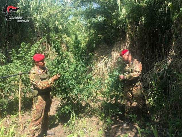 Droga:scoperta piantagione di marijuana a Oppido Mamertina