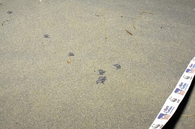 Schiusa tartarughe Caretta caretta sulla spiaggia di Sibari
