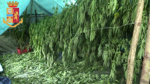 Acquaro (VV). Sorpresi a coltivare più di 500 piante di marijuana, arrestati
