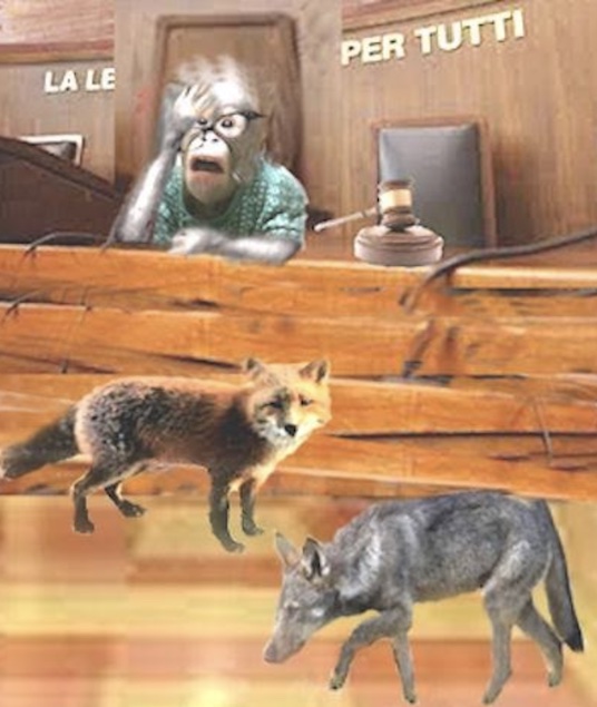 Il lupo ed una volpe davanti ad uno scimmione di giudice:un bel siparietto in Tribunale…