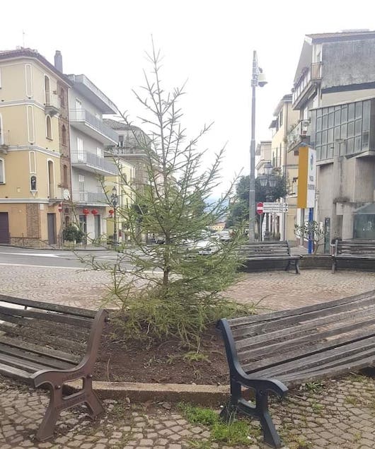 albero Piazza Fiorentino