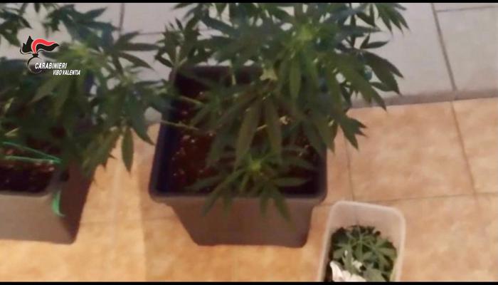 Droga: in garage "serra" per coltivare marijuana, arrestato