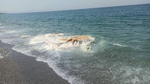 carcassa animale spiaggiata al Cafarone
