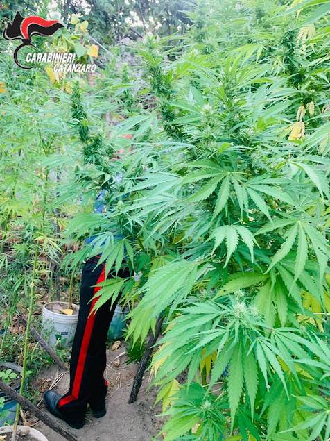 Carlopoli: coltivava cannabis nel suo terreno, arrestato 52enne e denunciata la moglie