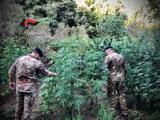 Droga: mille piante di cannabis trovate dai carabinieri nel vibonese