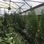 Sequestrati oltre 800 kg di marijuana e un impianto di produzione illegale