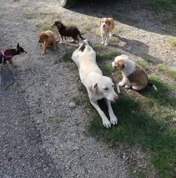 Uccisa con i suoi 5 cuccioli, strage di cani nel Catanzarese
