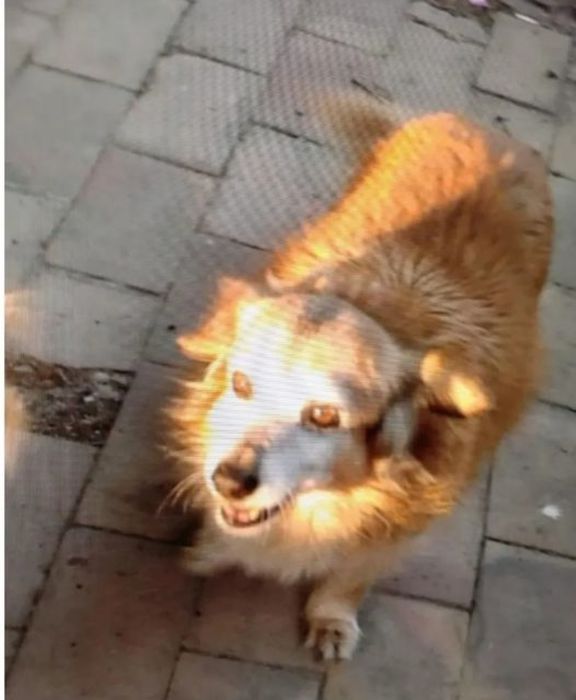 Aidaa, ancora un cane di quartiere avvelenato a Crotone