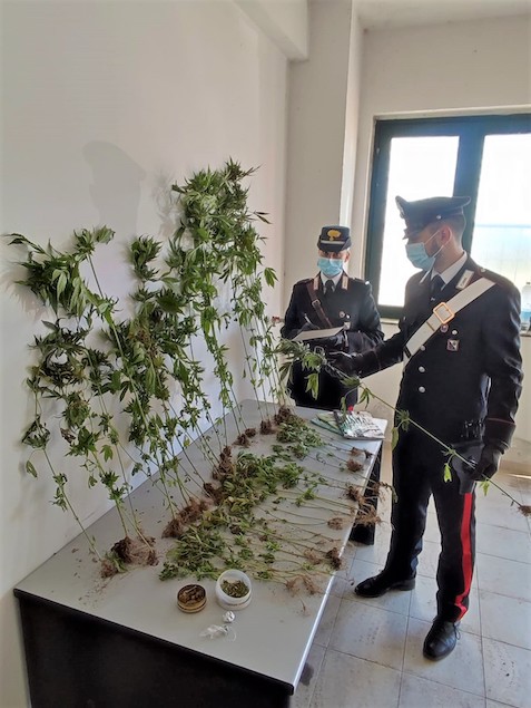 Petronà: carabinieri scoprono 55enne a coltivare marijuana in una serra