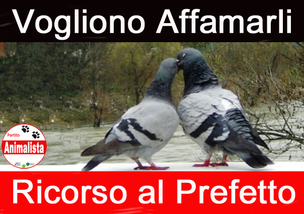 Ordinanza “Affama Piccioni”, Partito Animalista Italiano propone ricorso
