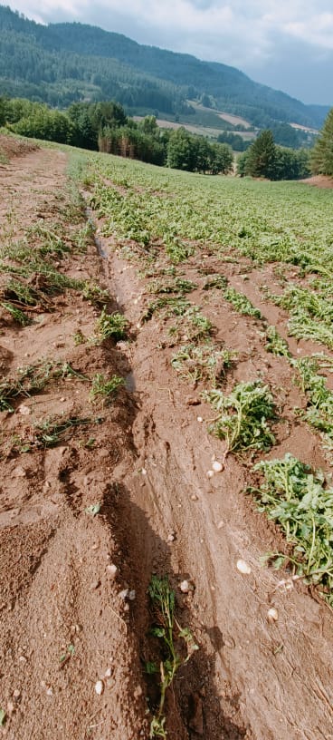 Coldiretti: maltempo di ieri in Sila altro duro colpo per gli agricoltori