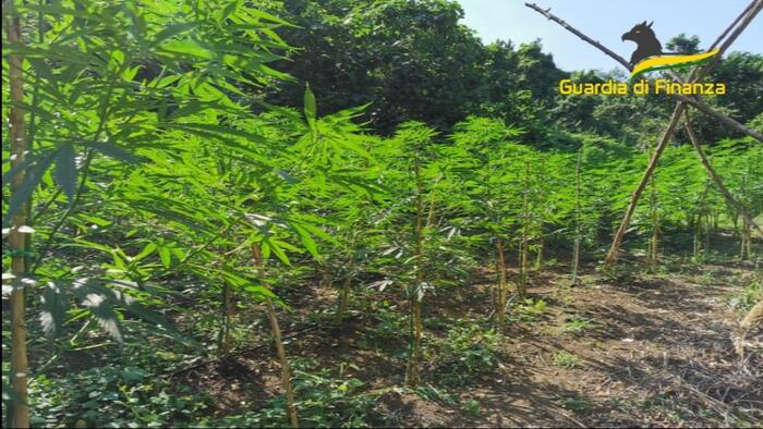 Droga: piantagione di marijuana scoperta dalla Gdf nel vibonese