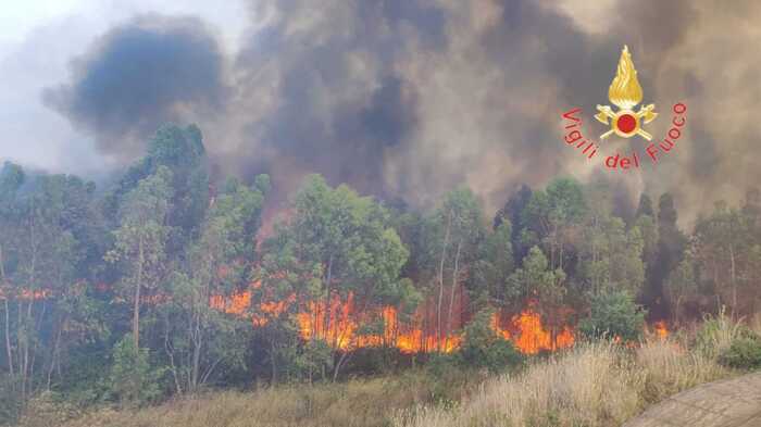 Incendio minaccia canile a Crotone, salvati 200 animali