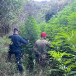 Rinvenute dai carabinieri diverse piantagioni di marijuana nel catanzarese
