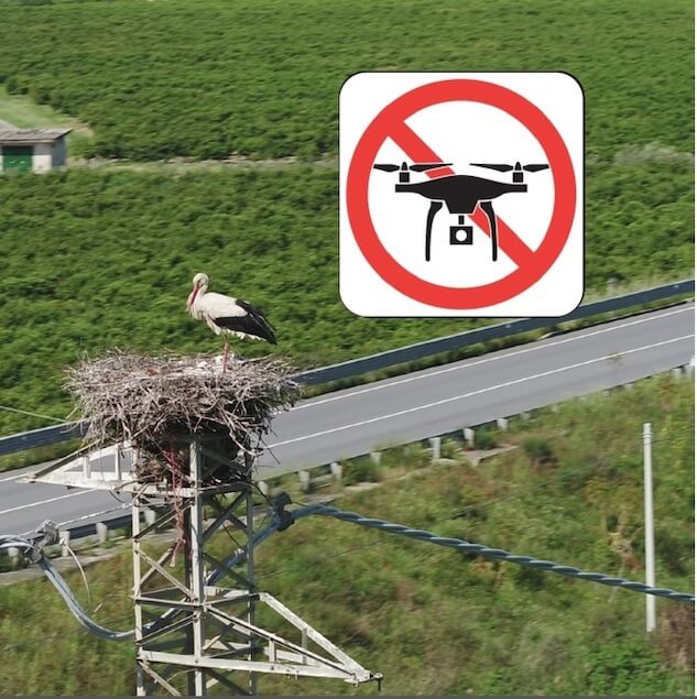 Lipu: basta droni sui nidi delle cicogne bianche