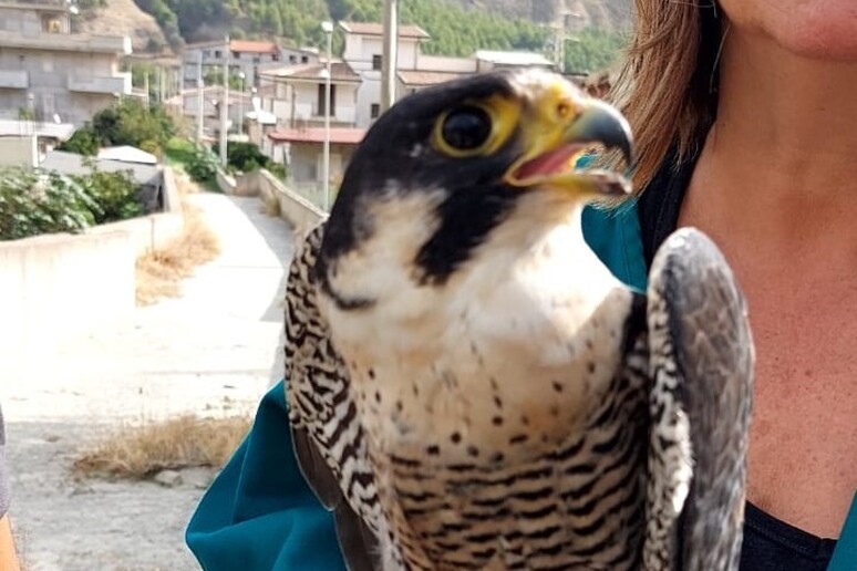 Curato e liberato un falco pellegrino ferito dai bracconieri